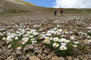 45 Distese di margherite d'Alpe 